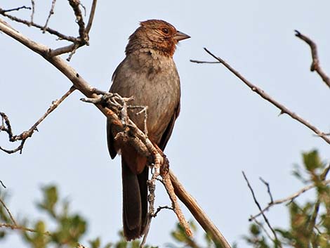 California Towhee (Pipilo crissalis)