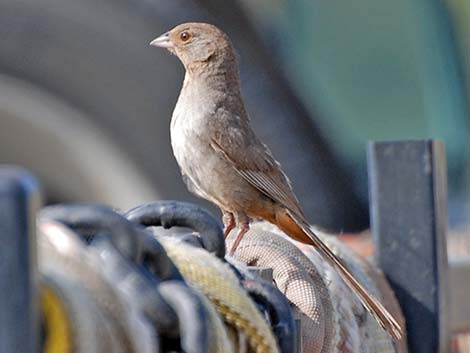 California Towhee (Pipilo crissalis)