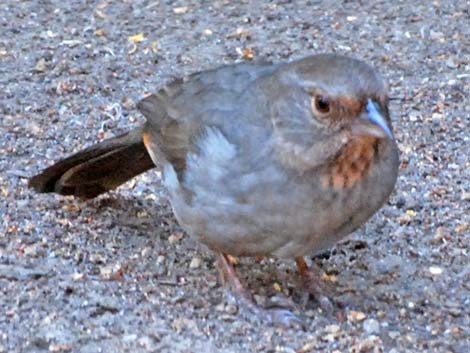 California Towhee (Pipilo crissalis)