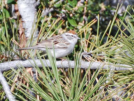 Chipping Sparrow (Spizella passerina)