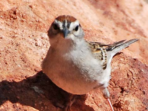 Chipping Sparrow (Spizella passerina)