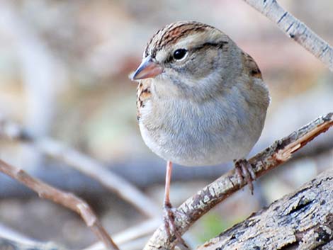 Chipping Sparrow (Spizella passerina)