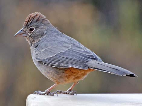 Canyon Towhee (Pipilo fuscus)