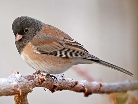 Dark-eyed Junco (Junco hyemalis)