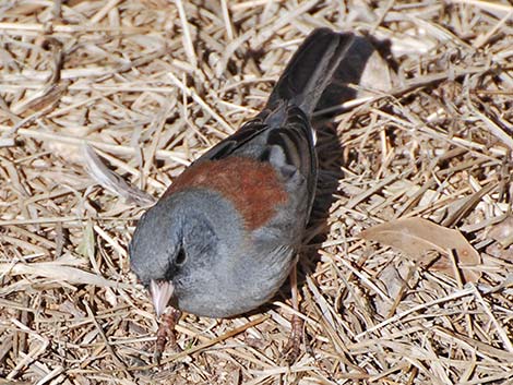 Dark-eyed Junco (Junco hyemalis)