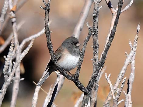 Dark-eyed Junco (Junco hyemalis)