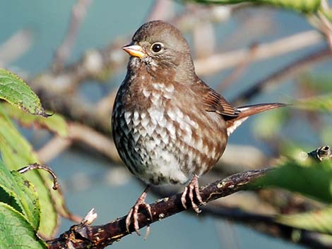 Fox Sparrow (Passerella iliaca)