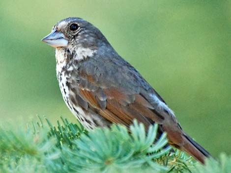 Fox Sparrow (Passerella iliaca)