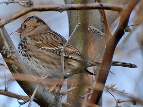 Harris's Sparrow (Zonotrichia querula)