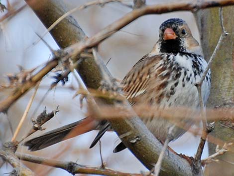 Harris's Sparrow (Zonotrichia querula)