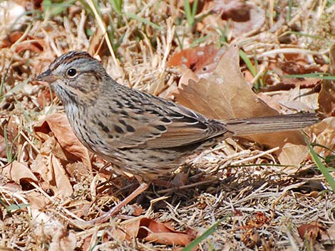 Lincoln's Sparrow (Melospiza lincolnii)