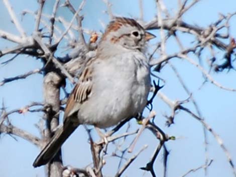 Rufous-winged Sparrow (Aimophila carpalis)