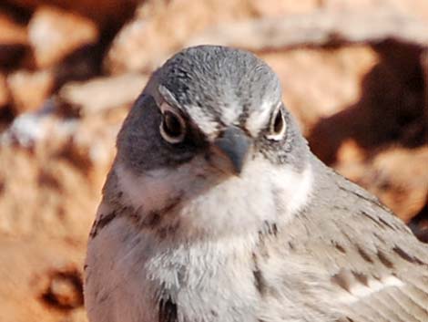 Sagebrush Sparrow (Artemisiospiza nevadensis)