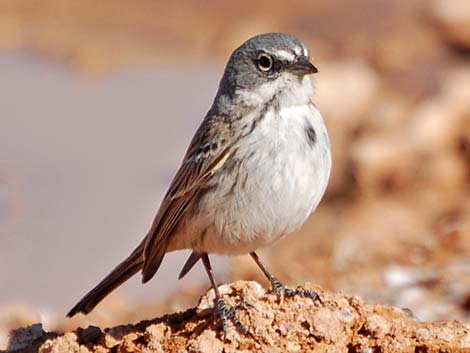 Sagebrush Sparrow (Artemisiospiza nevadensis)