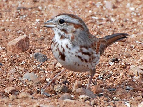 Song Sparrow (Melospiza melodia)