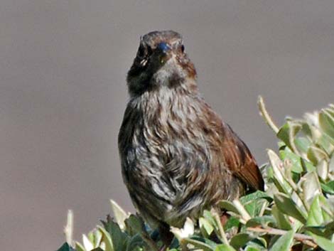 Song Sparrow (Melospiza melodia)