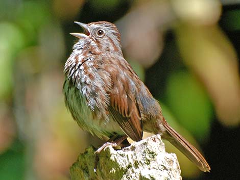 Song Sparrow (Melospiza melodia)