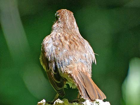 Song Sparrow (Melospiza melodia)