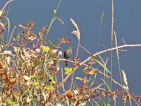 Song Sparrow (Melospiza melodia)