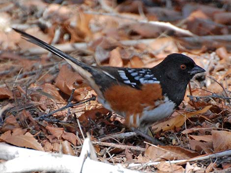 Spotted Towhee (Pipilo maculatus)