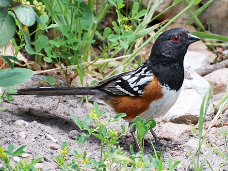 Spotted Towhee (Pipilo maculatus)