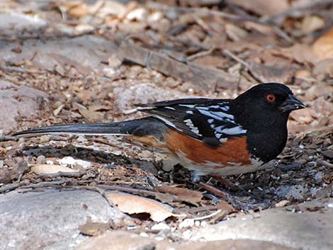 Spotted Towhee (Pipilo maculatus)