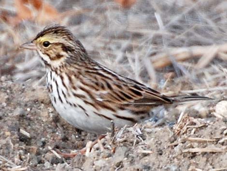 Savannah Sparrow (Passerculus sandwichensis)