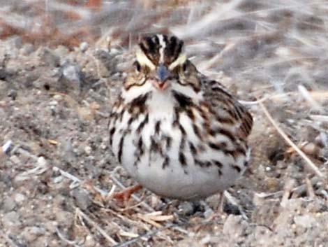 Savannah Sparrow (Passerculus sandwichensis)