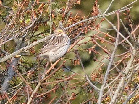 Savannah Sparrow (Passerculus sandwichensis)