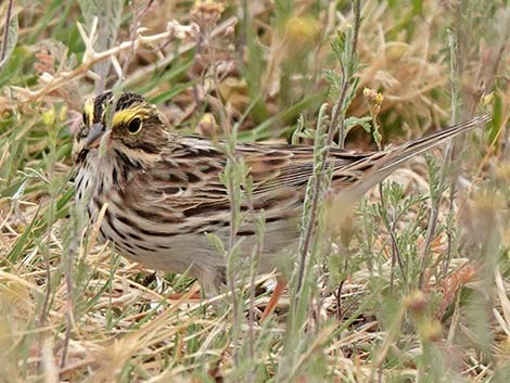 Savannah Sparrow (Passerculus sandwichensis)