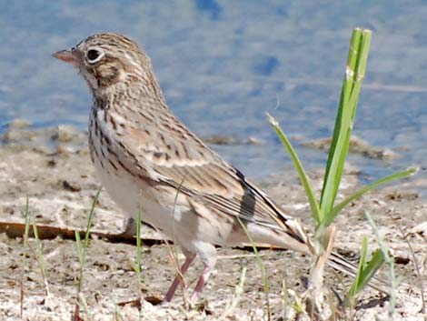 Vesper Sparrow (Pooecetes gramineus)