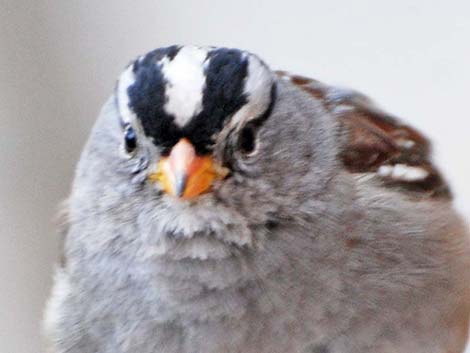 White-crowned Sparrow (Zonotrichia leucophrys)