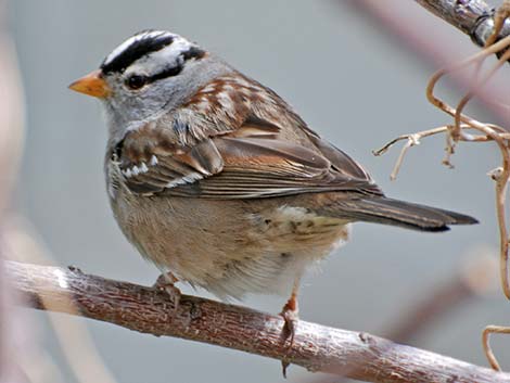 White-crowned Sparrow (Zonotrichia leucophrys)