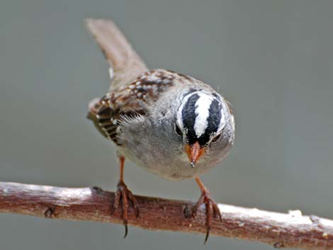 White-crowned Sparrow (Zonotrichia leucophrys)