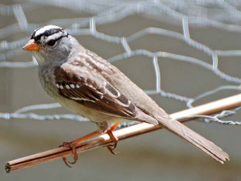 White-crowned Sparrow (Zonotrichia leucophrys)