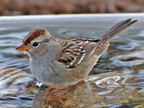 White-crowned Sparrow (Zonotrichia leucophrys)