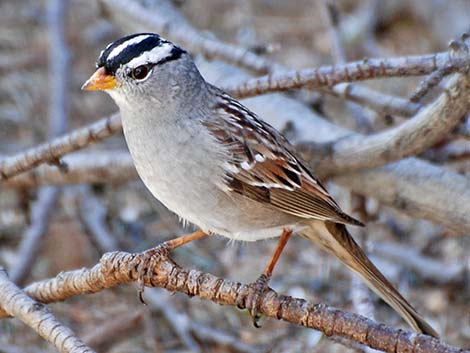 White-crowned Sparrow (Zonotrichia leucophrys)