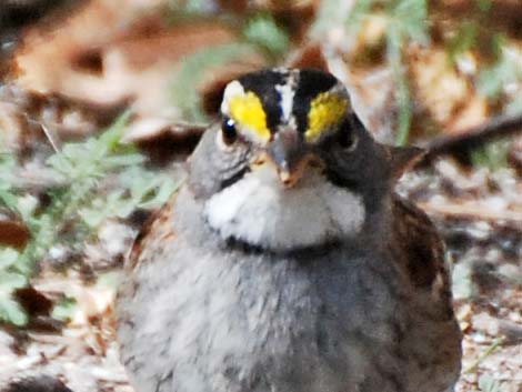 White-throated Sparrow (Zonotrichia albicollis)