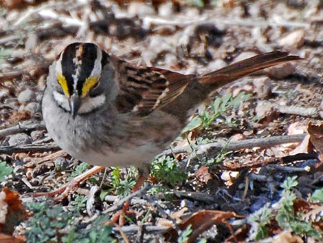 White-throated Sparrow (Zonotrichia albicollis)