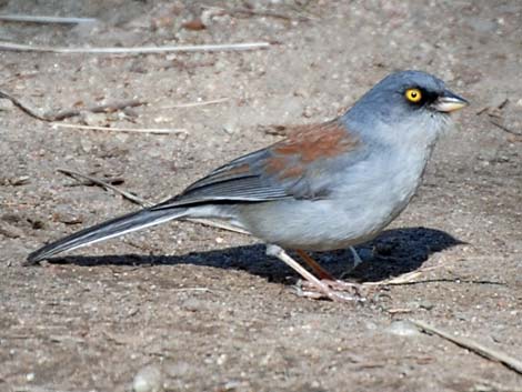 Yellow-eyed Junco (Junco phaeonotus)