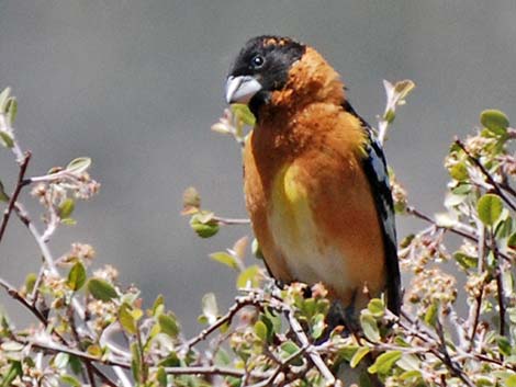 Black-headed Grosbeak (Pheucticus melanocephalus)