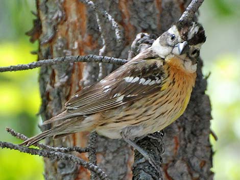 Black-headed Grosbeak (Pheucticus melanocephalus)