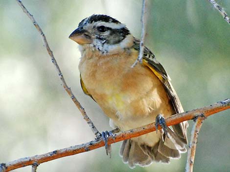 Black-headed Grosbeak (Pheucticus melanocephalus)