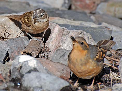 Black-headed Grosbeak (Pheucticus melanocephalus)