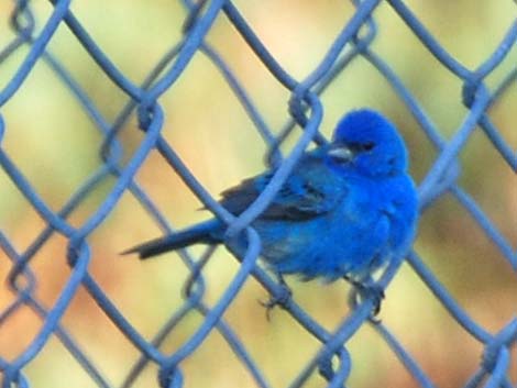 Indigo Bunting (Passerina cyanea)