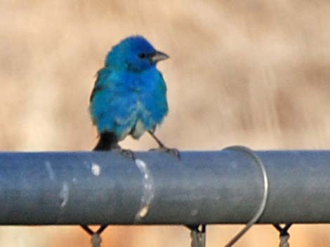 Indigo Bunting (Passerina cyanea)