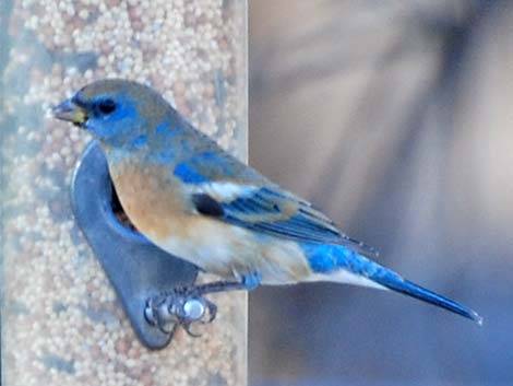 Lazuli Bunting (Passerina amoena)