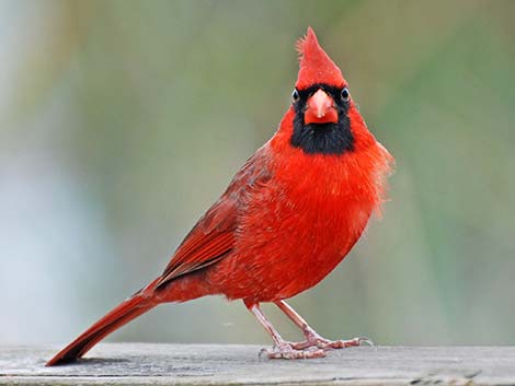 Northern Cardinal (Cardinalis cardinalis)