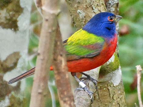 Painted Bunting (Passerina ciris)