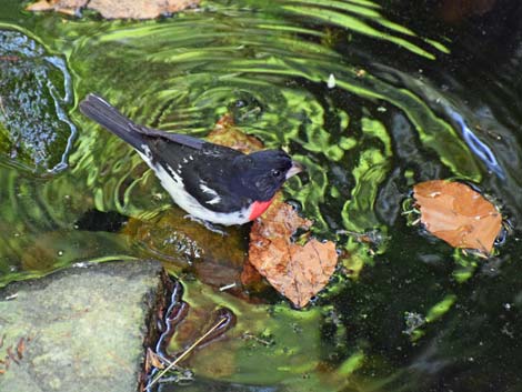 Rose-breasted Grosbeak (Pheucticus ludovicianus)